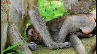 Even eating Lori still missing milk | Why Old mom Amari not understand her feeling.