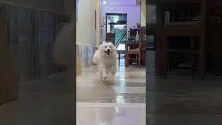 &ldquo;How fast is Rio running?&rdquo; 🤯😱|| indian spitz dog running || Indian spitz dog barking | #dog #spitz