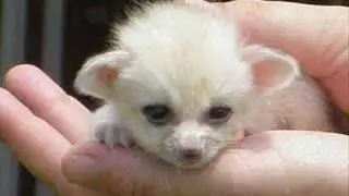 fennec slide show