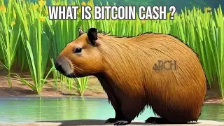 Bitcoin Cash Explained: Diving Deep into BCH's Origins, Benefits, and the Future