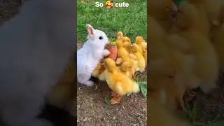 cute bunny with cute ducks #youtube #viral #laugh#shortvideo#cute