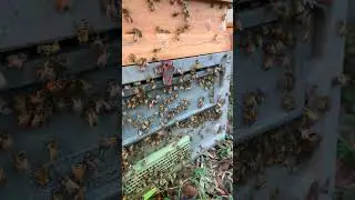 Busy Bees Gathering Pollen  #beefeater #beekeeper #employee #workerbee #savethebees #bee