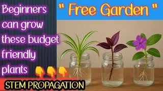 Beginners Friendly ~Set your Garden with these 8 easy growing plants #gardenplants #stempropagation