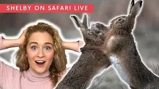 March Hare Madness! Animals in History & Pop Culture
