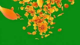 Flower Petals Falling &ndash; Green Screen 08
