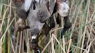CA Refuge Hunt | Solo Limits