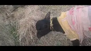 My pets ♥️ ❤️  #bindu#mypet#dearpet#bhalupet#mypositiveplace#loveanimals#villagelife#hhimachal