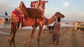 The dangerous camel was about to eat the mobile