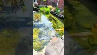 Enjoy Natural Sound of Relaxing Ecosystem...