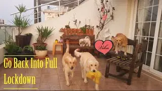 How to make dogs happy,Socializing my Golden retrievers during COVID
