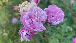 Mini pink roses