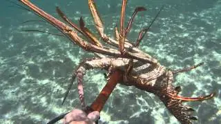 Lutra Lucky Lobster