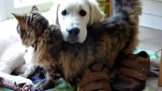 Cat loves cutest golden retriever puppy