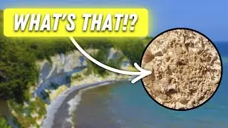Scientists Discover the most Bizarre Fossil on the Coast of Denmark