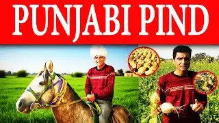 Visit to a Village of Punjab | Village Life and Modern Farming | Punjabi Pind | Facts with JC