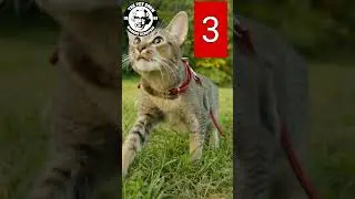 How To Leash Walk Your Cat in 5 Easy Steps: A Guide by Warren Eckstein