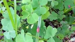 Tiny red insects in my garden - what are they?