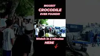 The REAL Size of the Biggest Crocodile Ever Measured (It's WAY bigger than you think!)