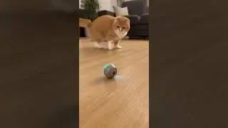 This British Shorthair Tried to Catch a Smart Ball&hellip; Chaos Ensued! 😹⚡#catshorts #funny #shorts #Cat