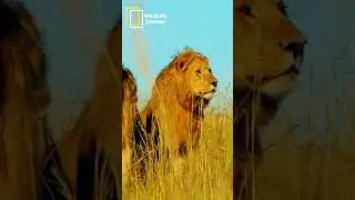 #africansafari #wildlifeentertainment #lionnation #liondocumentary #lionfacts #wildlifeexploration