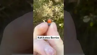 Tasting NZ Berries Part 3 (Kahikatea Berries/Koroī)