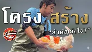 ทำไมแพทเทิร์นสวยถึงแพ้บอดี้? เจาะลึกวิธีเลือกปลาคาร์ฟเกรดแชมป์
