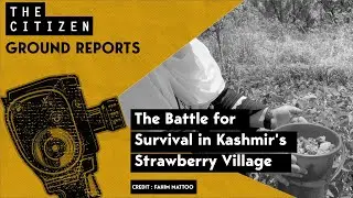 The Battle for Survival in Kashmir's Strawberry Village