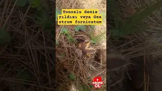 Tonozlu Deniz Yıldızı&nbsp;Mantarını Tanıyalım (2.Kısım)&nbsp;Geastrum fornicatum #denizyıldızı ,#mantar,#şifa
