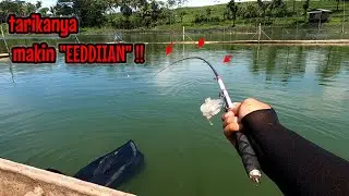 TARIKANNYA MAKIN NGERI‼️ROCKET KERAMBA SUDAH SEMAKIN BESAR || mancing ikan bandeng keramba