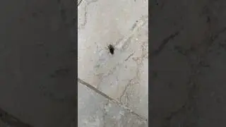 Housefly Sound Effect | Flies Buzzing Sound Effect #shorts #housefly #soundeffect #youtubeshorts