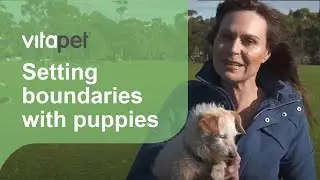 Setting Boundaries with your Puppy