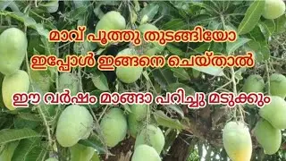 💯ഏത് കായ്ക്കാത്ത മാവും കായ്ക്കും ഇങ്ങനെ ചെയ്‌തു നോക്കു / Mango Tree Flowering Tips Malayalam 