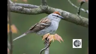 Chipping Sparrow