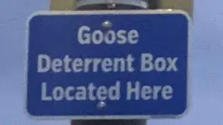 Kelly&rsquo;s 38th Birthday / Goose Deterrent Box