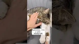 Теперь думаем над новой кличкой найденышу #cat #кот