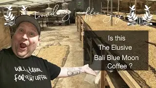 The search for the elusive Bali Blue Moon Coffee PART 2