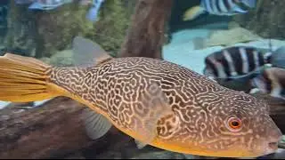 Beautiful pattern of the Mbu Giant Puffer Fish at Poema Del Mar Aquarium in Gran Canaria