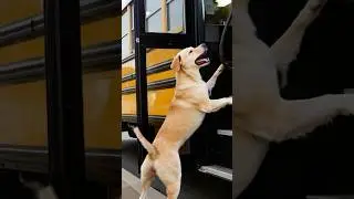 Heroic Animal Signals to Humans about Danger #dog #danger #shorts