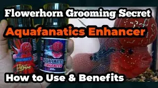 Flowerhorn Grooming Secret | Aquafanatics Enhancer (How to Use & Benefits)