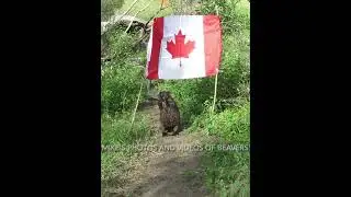 Beaver Steals My Canada Flag