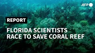 Scientists race to save Florida coral reef from mysterious disease | AFP