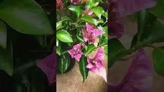 bougenvillea flower #bougenvillea #flowers #growermonk #plantcare #plant #bougevilla