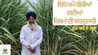 Different varieties of sugarcane and their results according to their varieties,sown at same time.