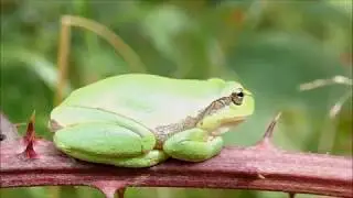 Boomkikker/European tree frog (Hyla arborea)