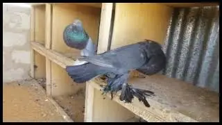 Pigeon: A la d&eacute;couverte de 100 100 (leroi du boulant de Pomeranie