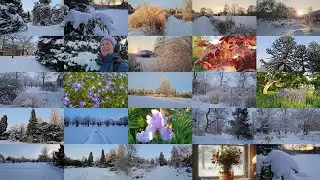 Араукарии, сакуры, японский клён, ирисы, метасеквойи, лиран, падуб, хионодокса, тис🐇😍❄️🌬️