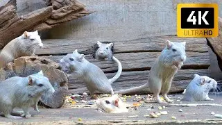 Ultimate Cat TV: Fast & Curious Mice Explore Nest Pods with Non-Stop Motion for cats to watch 4K HDR