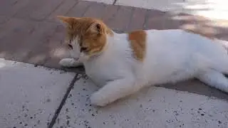 World Best cats .amazing cats