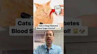 Diabetes In Dogs Or Cats - Add This To Their Food For Blood Sugar Control!