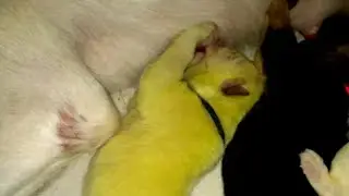 Family dog gives birth to green puppy lovingly named 'Hulk' | ABC7